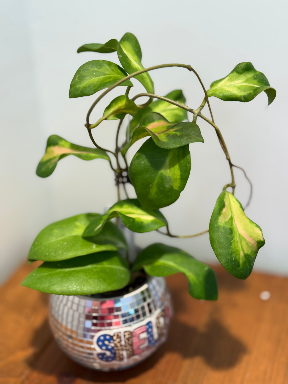 A-168 Hoya mindorensis ‘Purple Star’