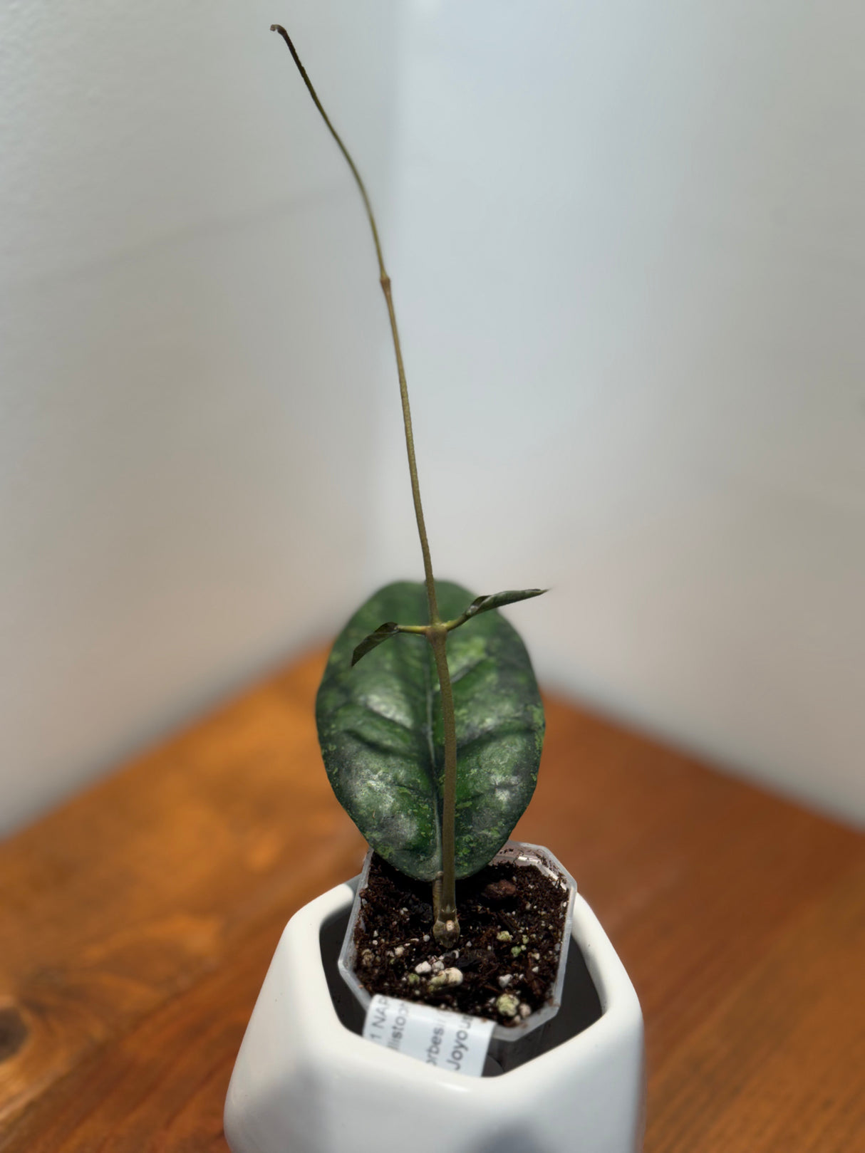 C-316 K11 NAPCa callistophylla x Forbesii (Tabalong)