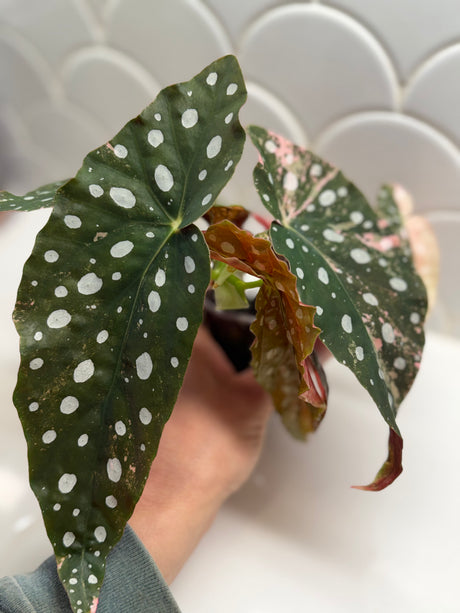 C-328 begonia pink maculata ￼