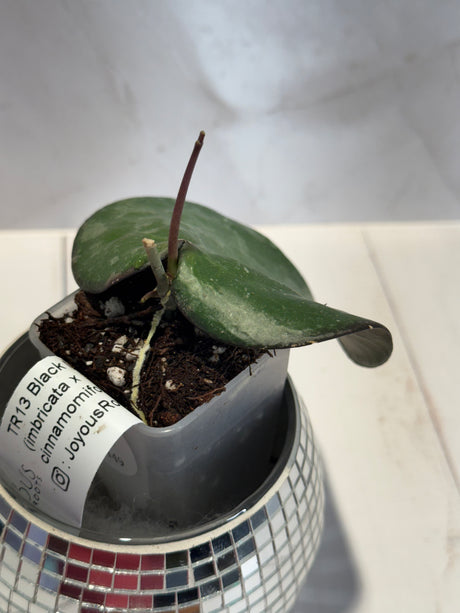 D-449 TR13-Black Margin (imbricata x cinnamomifolia)