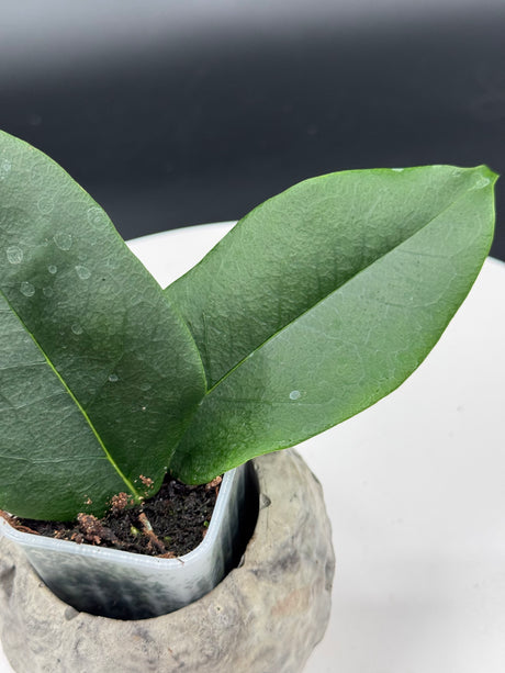 Hoya apoda