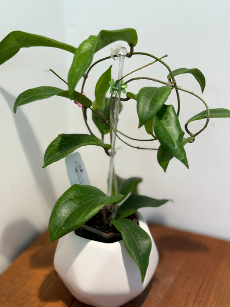 A-375 soligamiana (yellow flower)