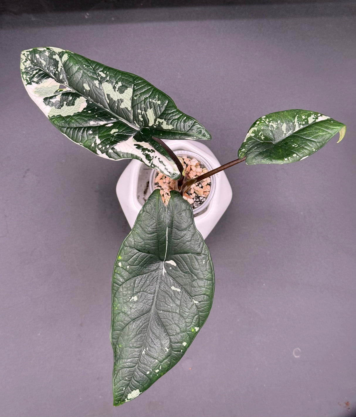 Scalprum Albo, corm grown