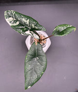 Scalprum Albo, corm grown
