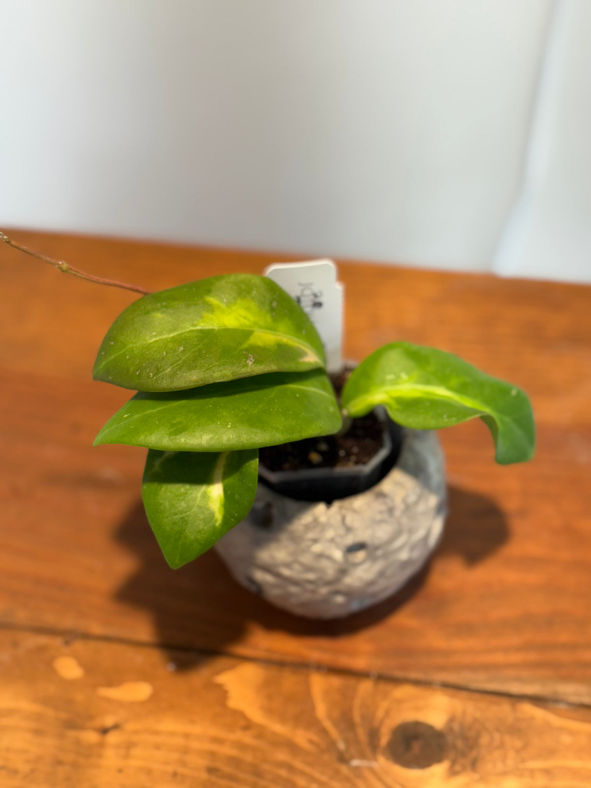 A-168 Hoya mindorensis ‘Purple Star’