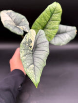 WE-224 Platinum Bisma Mint