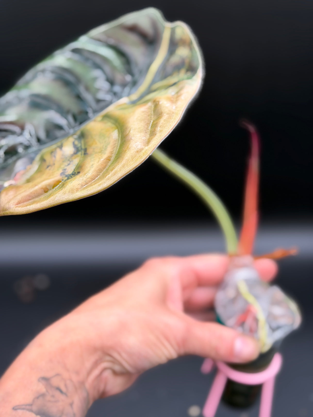 Alocasia Cuprea Latte