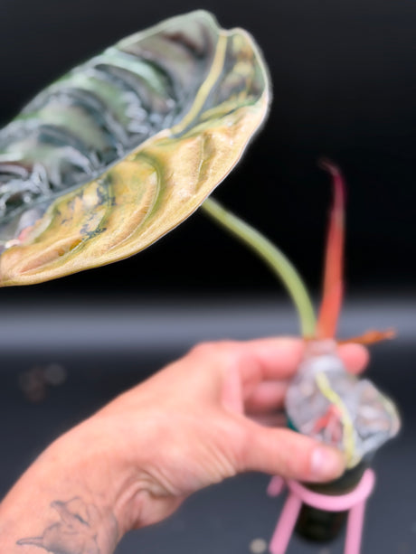 Alocasia Cuprea Latte