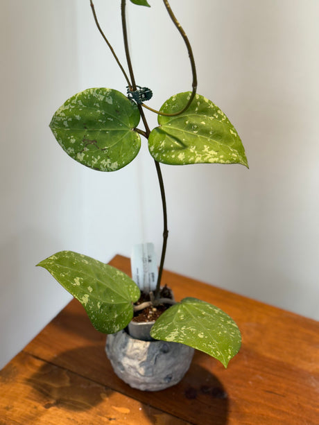 A-183 Hoya glabra (super splash)