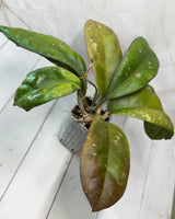 E-469 Leoensis