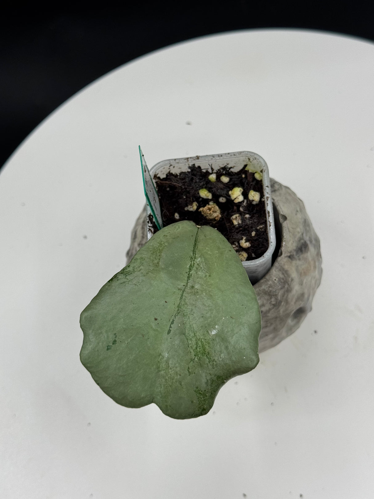 Hoya kerrii (Silver)