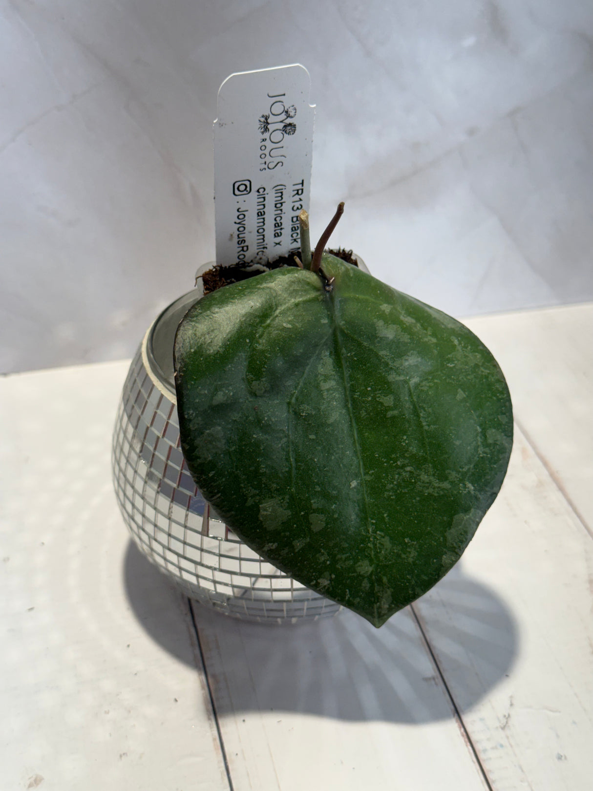 D-449 TR13-Black Margin (imbricata x cinnamomifolia)