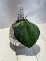 D-449 TR13-Black Margin (imbricata x cinnamomifolia)