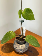 A-187 Hoya glabra (super splash)