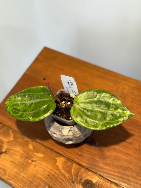 A-154 Hoya latifolia (variegated, UPT011)