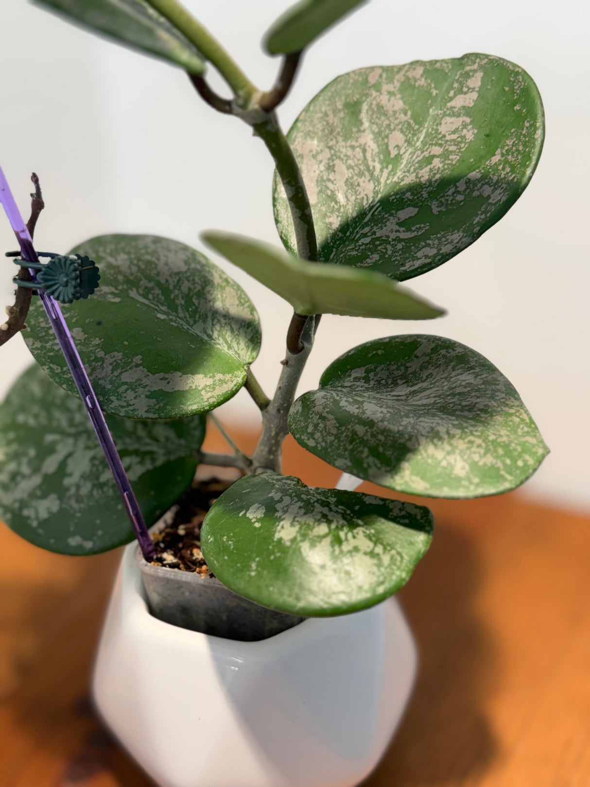 A-189 Hoya obovata (super splash)