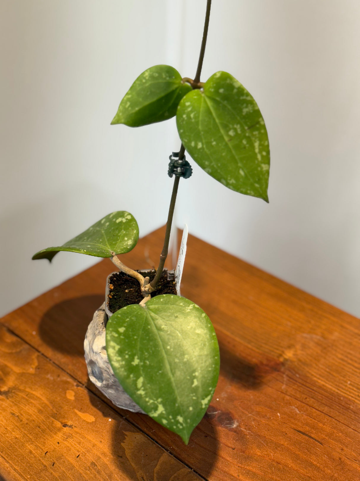 A-187 Hoya glabra (super splash)