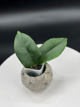 Hoya apoda