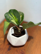 B-627 obovata (variegated)