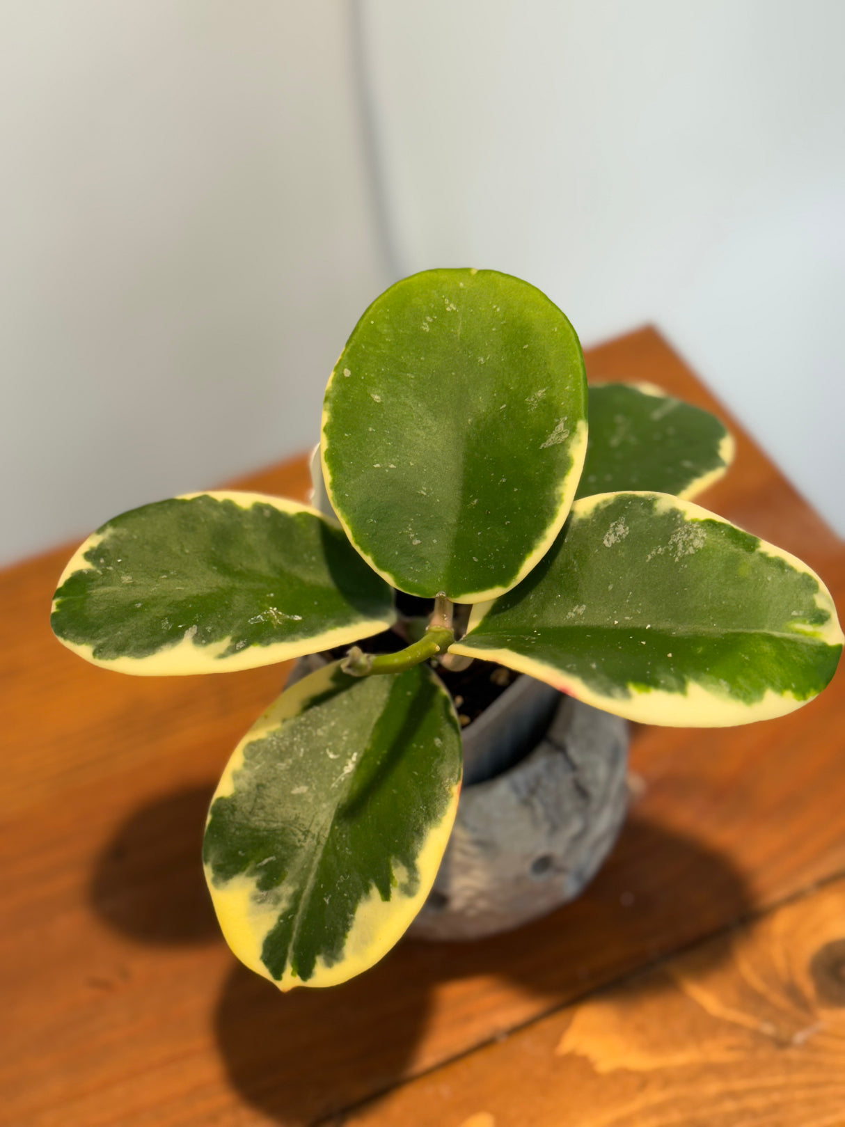 A-156 Hoya sp. Easo Dak Lak (Albomarginata)