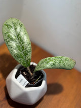 C-411 ‘Lorelai’