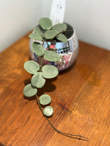 A-195 mathilde ‘Grey Fairy’