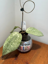 A-836 Glabra (Gin, silver)