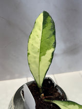 D-459 Crassipetiolata (variegated)