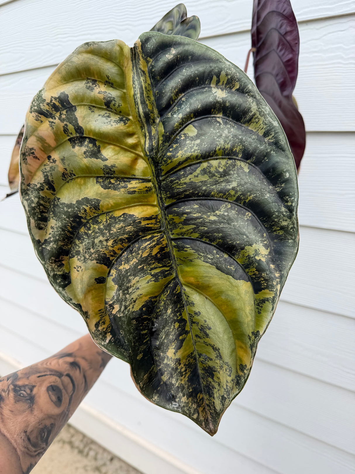 Alocasia Cuprea Latte Corm