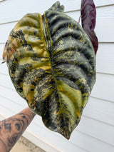 Alocasia Cuprea Latte Corm