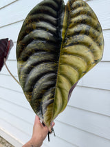 Alocasia Cuprea Latte Corm