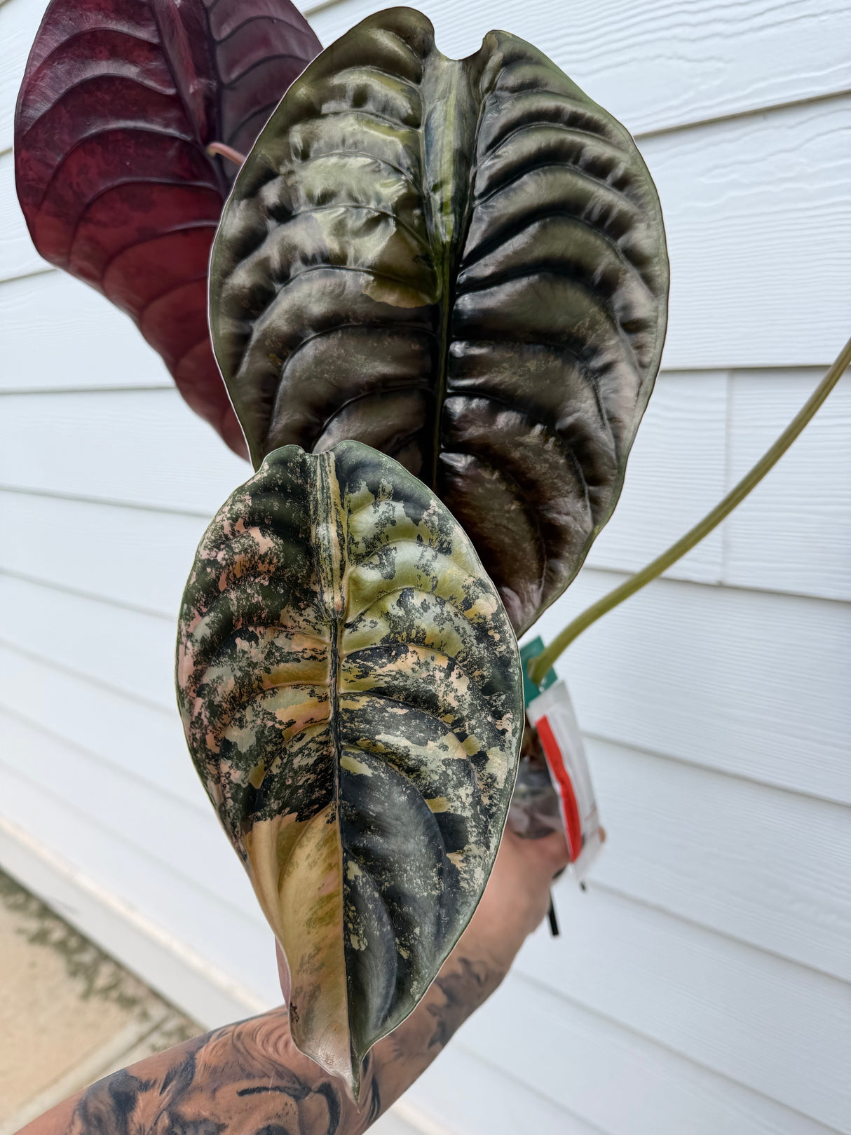 Alocasia Cuprea Latte Corm