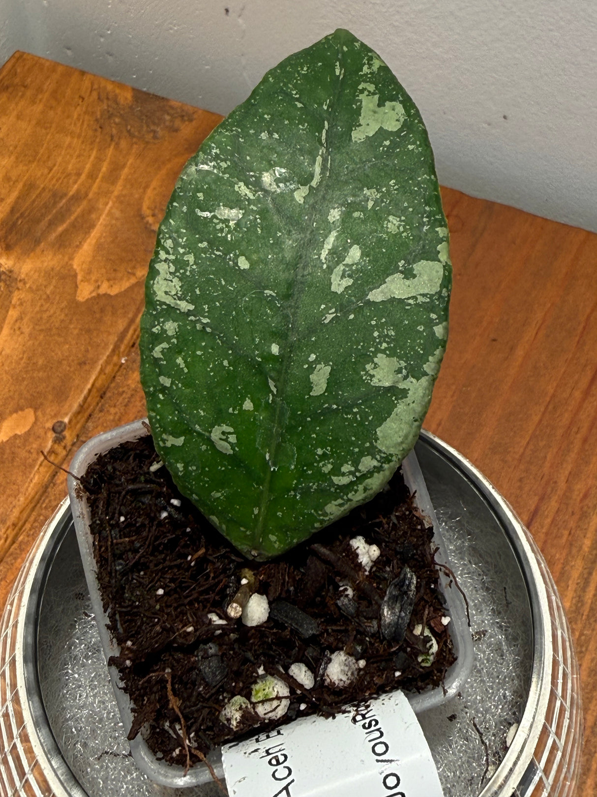 D-339 sp. Aceh Exótica