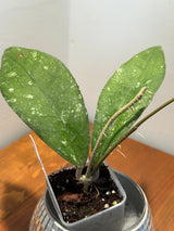 D-337 sp. Aceh x Clemensiorum