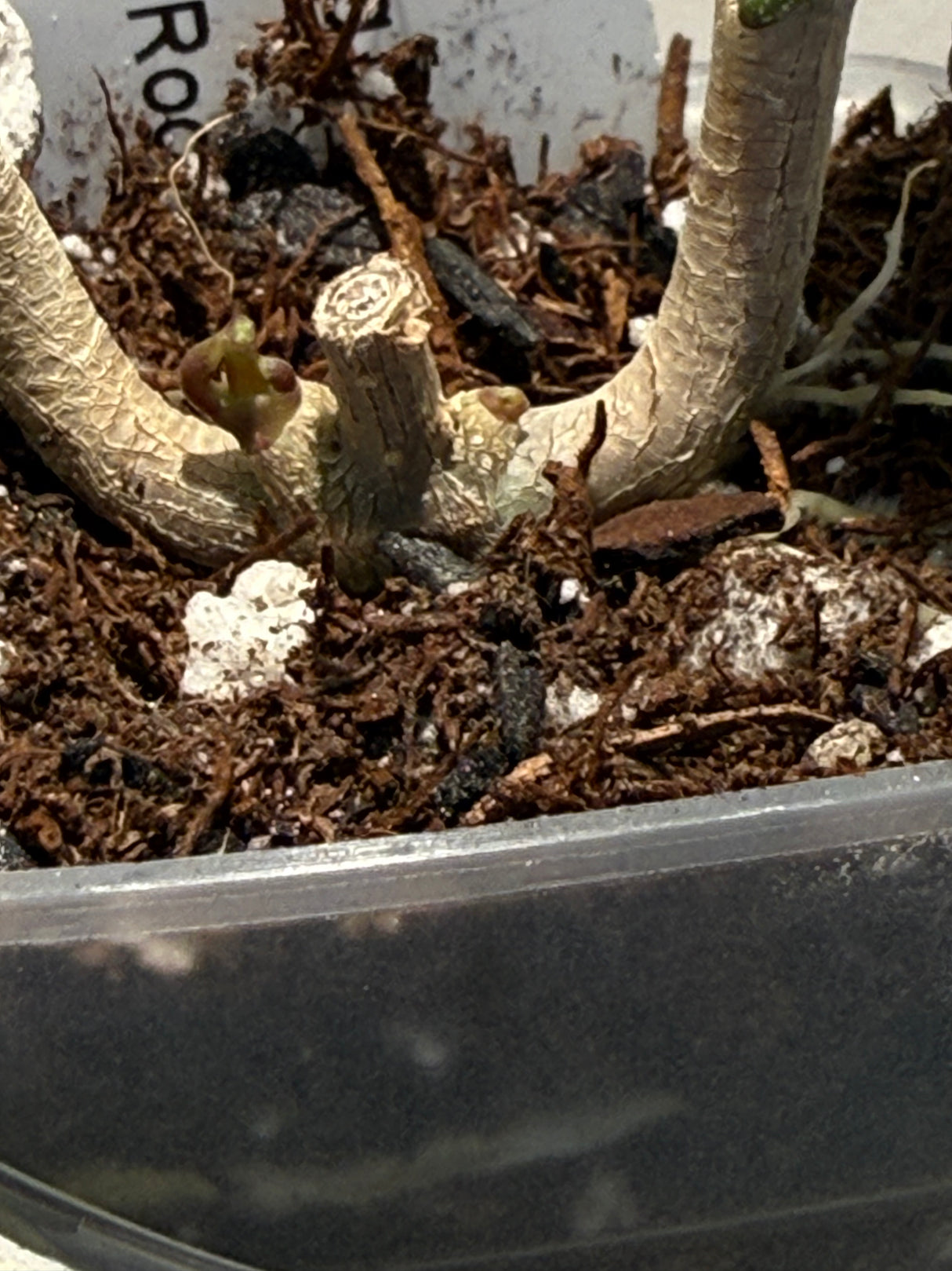 D-322 Verticillata (Lampung)