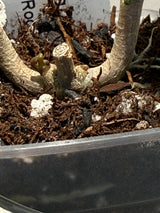 D-322 Verticillata (Lampung)