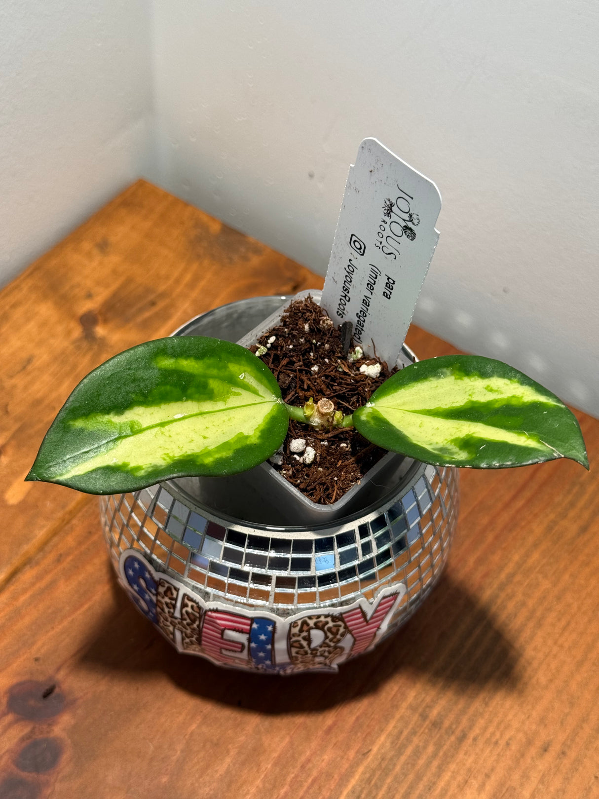 D-327 para (inner variegated)
