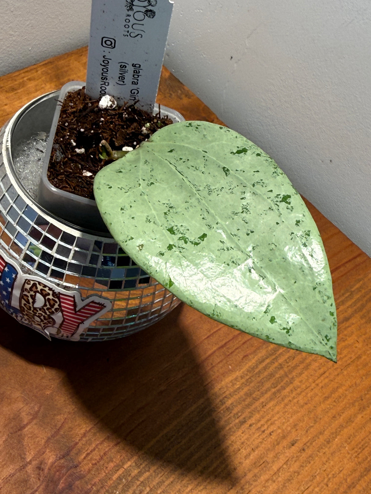 D-325 glabra ‘Gin (silver)
