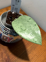 D-325 glabra ‘Gin (silver)