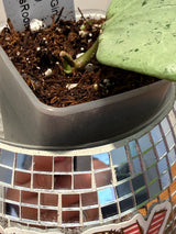 D-325 glabra ‘Gin (silver)