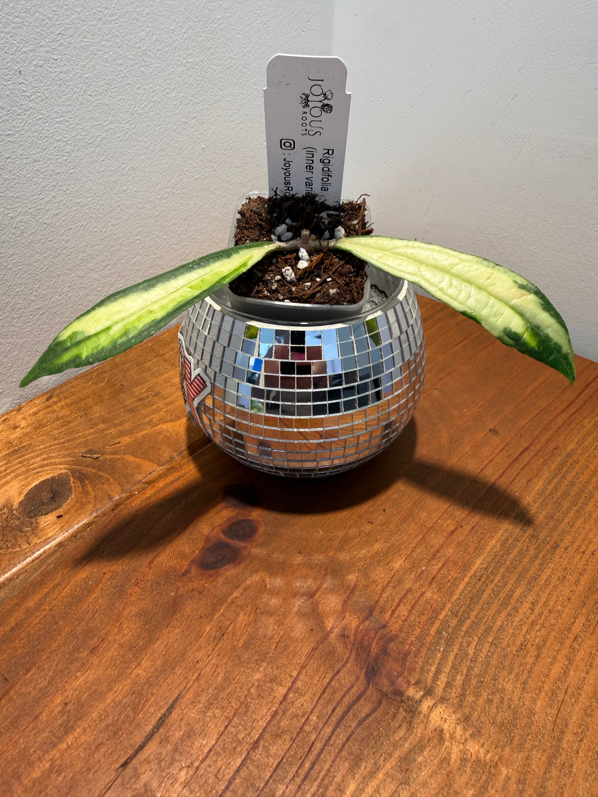 D-320 Rigidifolia (inner variegated)