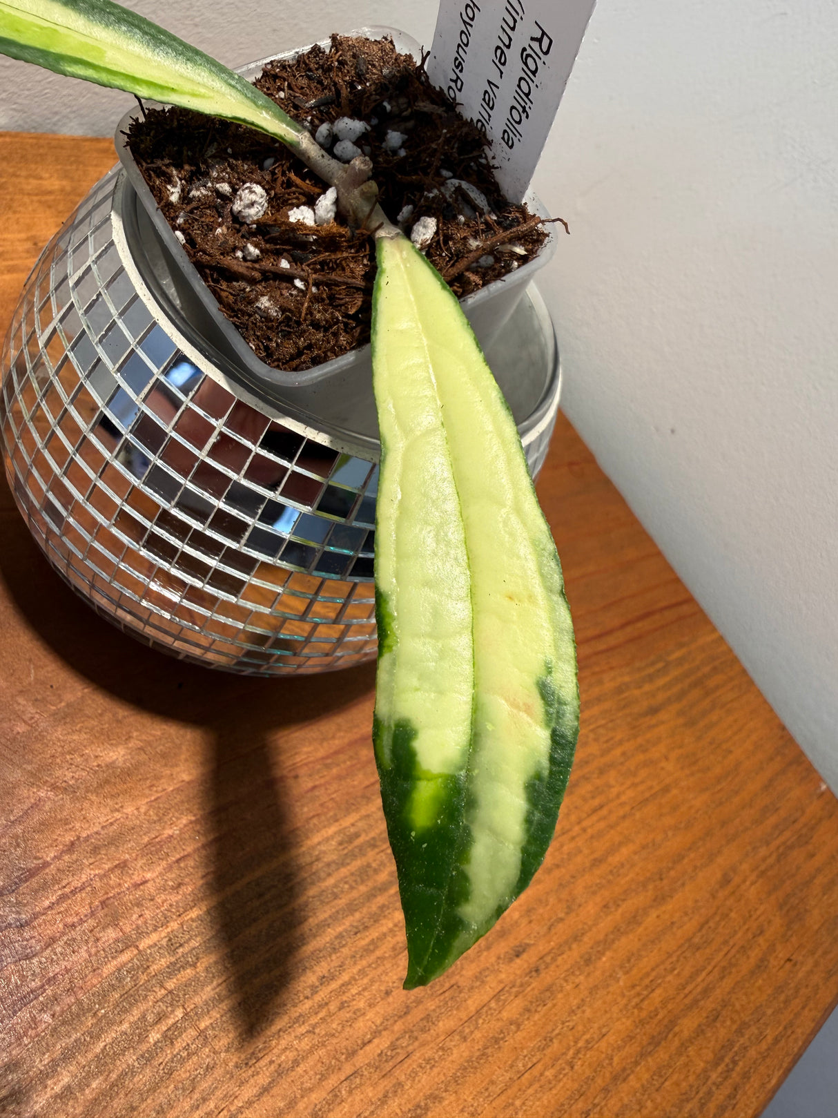 D-320 Rigidifolia (inner variegated)