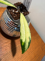 D-320 Rigidifolia (inner variegated)