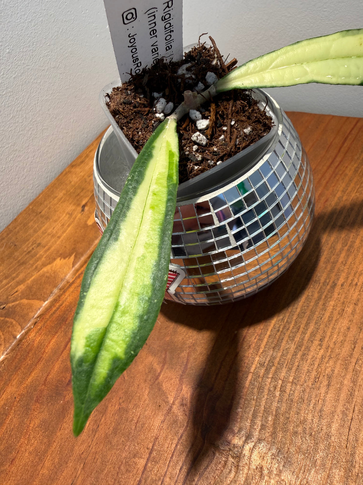 D-320 Rigidifolia (inner variegated)