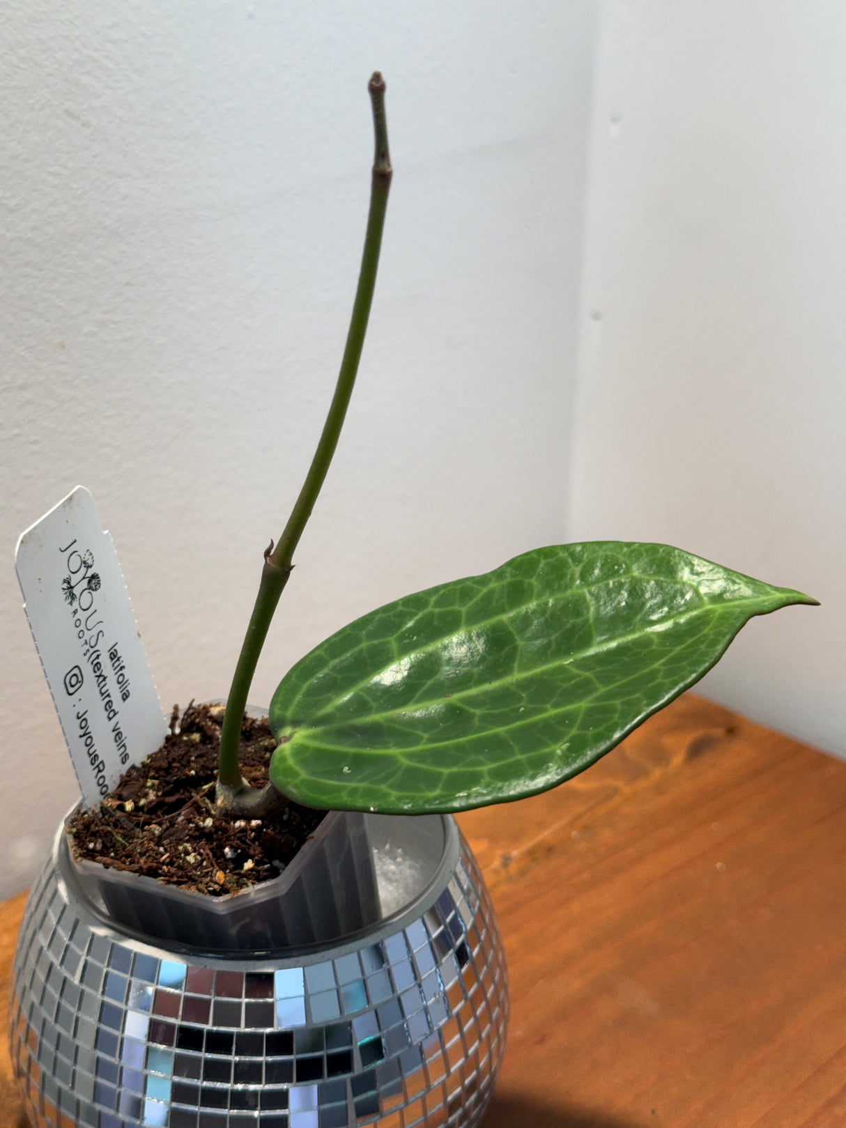 D-344 latifolia (textured veins UPT009)