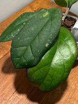 D-333 Mojii (Leonensis x Luckii)