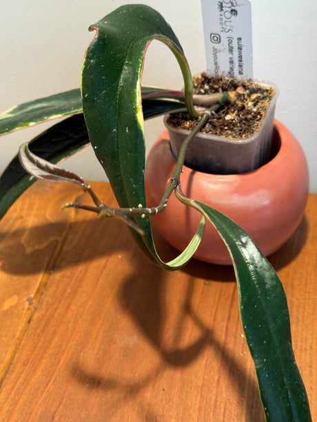 B-596 sulawensiana (outer variegated)