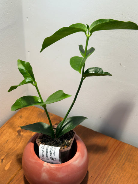 B-605 ‘Bruno Queen’ (campanulata x densifolia)