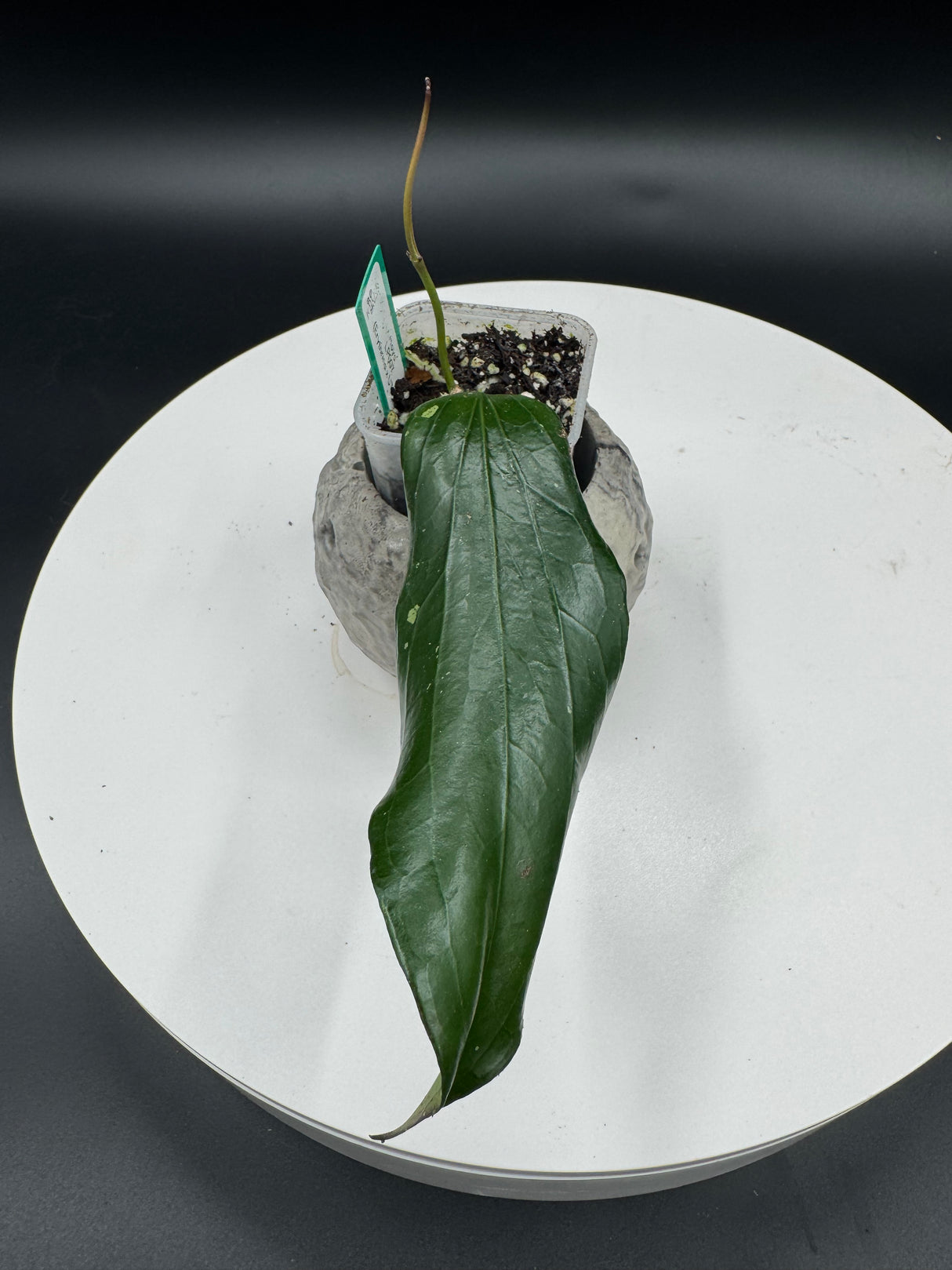 Hoya LP007 (erythrina X UT267)