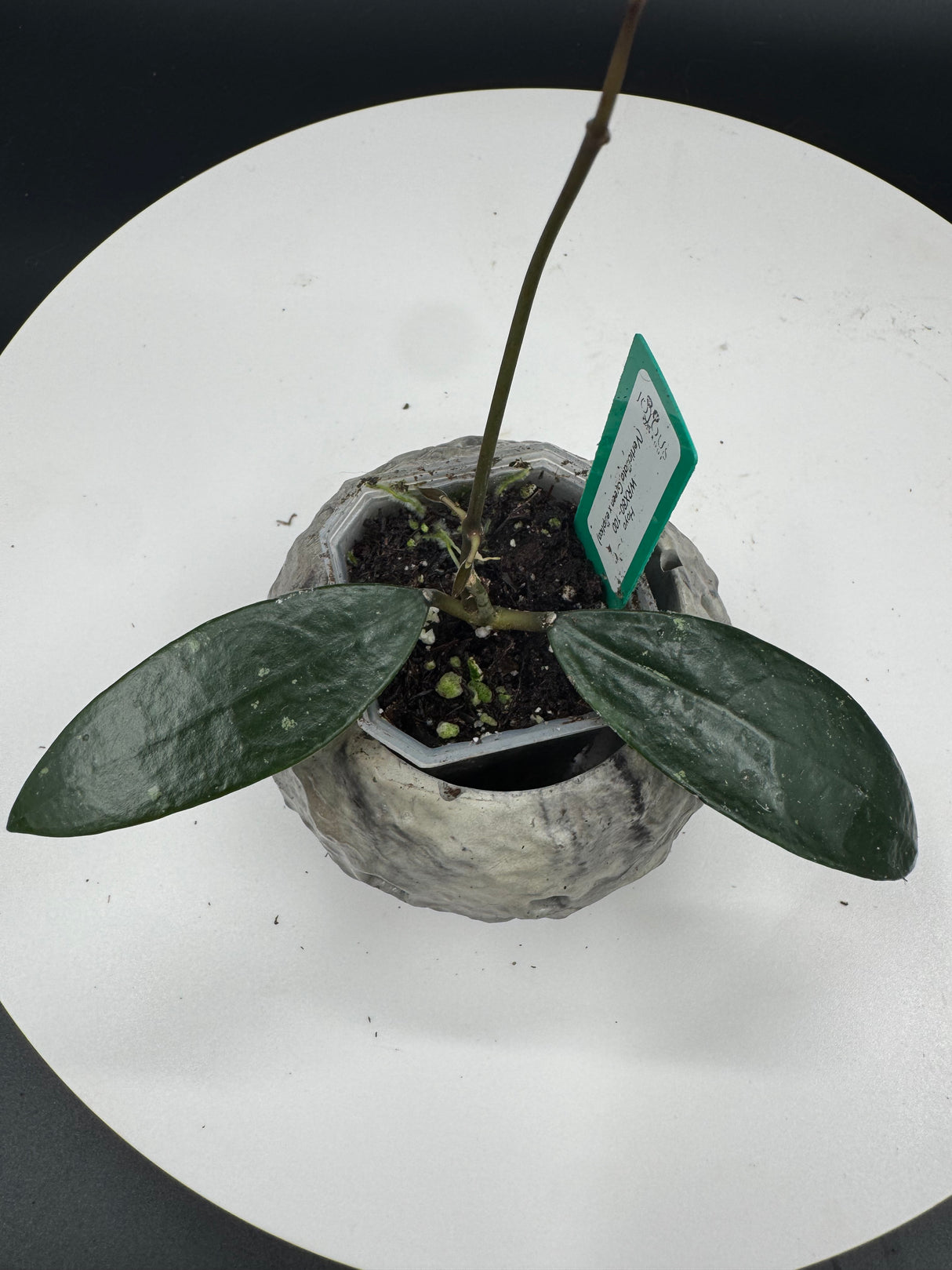 Hoya WRX80-100 (verticillata green x elliptica)